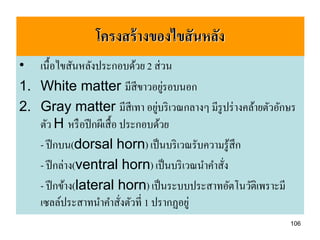 โครงสร้ างของไขสั นหลัง
• เนื้อไขสันหลังประกอบด้วย 2 ส่ วน
1. White matter มีสีขาวอยูรอบนอก    ่
                                  ่
2. Gray matter มีสีเทา อยูบริ เวณกลางๆ มีรูปร่ างคล้ายตัวอักษร
   ตัว H หรื อปี กผีเสื้ อ ประกอบด้วย
   - ปี กบน(dorsal horn) เป็ นบริ เวณรับความรู ้สึก
   - ปี กล่าง(ventral horn) เป็ นบริ เวณนาคาสัง
                                              ่
   - ปี กข้าง(lateral horn) เป็ นระบบประสาทอัตโนวัติเพราะมี
   เซลล์ประสาทนาคาสังตัวที่ 1 ปรากฏอยู่
                           ่
                                                            106
 