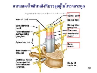 ภาพแสดงไขสั นหลังทีบรรจุอยู่ในโพรงกระดูก
                   ่




                                           109
 