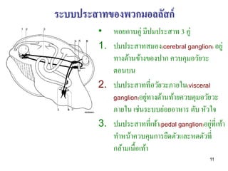 ระบบประสาทของพวกมอลลัสก์
        • หอยกาบคู่ มีปมประสาท 3 คู่
        1. ปมประสาทสมอง(cerebral ganglion) อยู่
           ทางด้านข้างของปาก ควบคุมอวัยวะ
           ตอนบน
        2. ปมประสาทที่อวัยวะภายใน(visceral
                        ่
           ganglion)อยูทางด้านท้ายควบคุมอวัยวะ
           ภายใน เช่นระบบย่อยอาหาร ตับ หัวใจ
                                             ่
        3. ปมประสาทที่เท้า(pedal ganglion)อยูที่เท้า
           ทาหน้าควบคุมการยืดตัวและหดตัวที่
           กล้ามเนื้อเท้า
                                              11
 