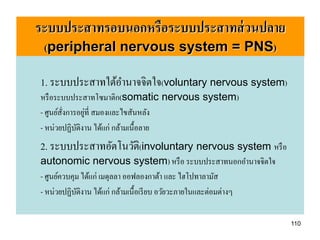 ระบบประสาทรอบนอกหรือระบบประสาทส่ วนปลาย
 (peripheral nervous system = PNS)

1. ระบบประสาทใต้อานาจจิตใจ(voluntary nervous system)
หรื อระบบประสาทโซมาติก(somatic nervous system)
               ่
- ศูนย์สงการอยูที่ สมองและไขสันหลัง
        ั่
- หน่วยปฏิบติงาน ได้แก่ กล้ามเนื้อลาย
            ั
2. ระบบประสาทอัตโนวัติ(involuntary nervous system หรื อ
autonomic nervous system) หรื อ ระบบประสาทนอกอานาจจิตใจ
- ศูนย์ควบคุม ได้แก่ เมดุลลา ออฟลองกาต้า และ ไฮโปทาลามัส
- หน่วยปฏิบติงาน ได้แก่ กล้ามเนื้อเรี ยบ อวัยวะภายในและต่อมต่างๆ
            ั

                                                                   110
 