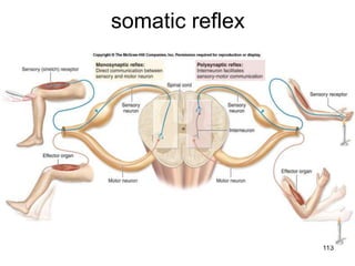 somatic reflex




                 113
 