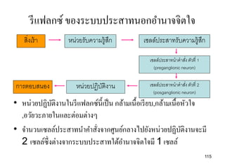 รี แฟลกซ์ ของระบบประสาทนอกอานาจจิตใจ
   สิ่งเร้ า       หน่วยรับความรู้สก
                                   ึ          เซลล์ประสาทรับความรู้สก
                                                                    ึ

                                                เซลล์ประสาทนาคาสัง ตัวที่ 1
                                                                   ่
                                                  (preganglionic neuron)


การตอบสนอง            หน่วยปฏิบติงาน
                               ั                เซลล์ประสาทนาคาสัง ตัวที่ 2
                                                                   ่
                                                  (posganglionic neuron)
• หน่วยปฏิบติงานในรี แฟลกซ์น้ ีเป็ น กล้ามเนื้อเรี ยบ,กล้ามเนื้อหัวใจ
              ั
  ,อวัยวะภายในและต่อมต่างๆ
• จานวนเซลล์ประสาทนาคาสังจากศูนย์กลางไปยังหน่วยปฏิบติงานจะมี
                           ่                                    ั
  2 เซลล์ซ่ ึงต่างจากระบบประสาทใต้อานาจจิตใจมี 1 เซลล์
                                                                              115
 
