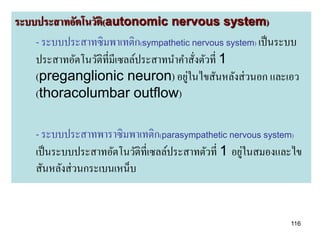 ระบบประสาทอัตโนวัติ(autonomic nervous system)
    - ระบบประสาทซิมพาเทติก(sympathetic nervous system) เป็ นระบบ
    ประสาทอัตโนวัติท่ีมีเซลล์ประสาทนาคาสังตัวที่ 1
                                         ่
                                       ่
    (preganglionic neuron) อยูในไขสันหลังส่ วนอก และเอว
    (thoracolumbar outflow)

    - ระบบประสาทพาราซิมพาเทติก(parasympathetic nervous system)
                                                      ่
    เป็ นระบบประสาทอัตโนวัติที่เซลล์ประสาทตัวที่ 1 อยูในสมองและไข
    สันหลังส่ วนกระเบนเหน็บ


                                                              116
 