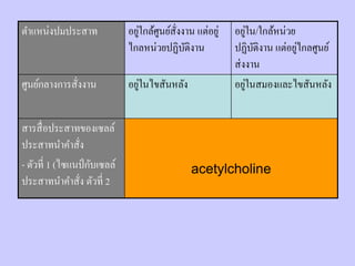 ตาแหน่งปมประสาท               อยูใกล้ศนย์สั่งงาน แต่อยู่
                                 ่ ู                           ่
                                                           อยูใน/ใกล้หน่วย
                              ไกลหน่วยปฏิบติงาน
                                              ั                            ่
                                                           ปฏิบติงาน แต่อยูไกลศูนย์
                                                                   ั
                                                           ส่ งงาน
ศูนย์กลางการสั่งงาน              ่
                              อยูในไขสันหลัง                     ่
                                                           อยูในสมองและไขสันหลัง


สารสื่ อประสาทของเซลล์
ประสาทนาคาสั่ง
- ตัวที่ 1 (ไซแนป์ กับเซลล์                     acetylcholine
ประสาทนาคาสัง ตัวที่ 2
                ่
 