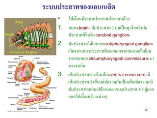 ระบบประสาทของแอนเนลิด
    • ไส้เดือนมีระบบประสาทประกอบด้วย
    1. สมอง(brain) ปมประสาท 2 ปมเป็ นพู เรี ยกว่าปม
       ประสาทซี รีบรัล(cerebral ganglion)
    2. ปมประสาทใต้คอหอย(subpharyngeal ganglion)
       เกิดจากแขนงประสาทที่แยกออกจากสมองแล้วอ้อม
       รอบคอหอย(circumpharyngeal commissure) มา
       บรรจบกัน
    3. เส้นประสาททางด้านท้อง(ventral nerve cord) มี
       เส้นประสาท 2 เส้นแต่มกรวมกันเป็ นเส้นเดียว และมี
                             ั
       ปมประสาทแต่ละปล้องและแขนงประสาท 3-5 คู่แยก
       ออกไปเลี้ยงอวัยวะต่างๆ

                                                 12
 