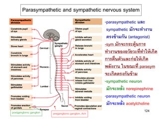 Parasympathetic and sympathetic nervous system
                                                        -parasympathetic และ
                                                         sympathetic มักจะทางาน
                                                         ตรงข้ ามกัน (antagonist)
                                                        -sym มักจะกระตุ้นการ
                                                        ทางานของอวัยวะที่ทาให้ เกิด
                                                        การตื่นตัวและก่ อให้ เกิด
                                                        พลังงาน ในขณะที่ parasym
                                                        จะเกิดตรงกันข้ าม
                                                        -sympathetic neuron
                                                         มักจะหลั่ง norepinephrine
                                                        -parasympathetic neuron
                                                         มักจะหลั่ง acetylcholine
postganglionic ganglion                                                     124
                          preganglionic ganglion, Ach
 