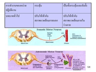 การทางานของหน่วย   กระตุน
                        ้              เป็ นทั้งกระตุนและยับยั้ง
                                                     ้
ปฏิบติงาน
    ั
บทบาททัวไป
       ่           ปรับให้เข้ากับ      ปรับให้เข้ากับ
                   สภาพแวดล้อมภายนอก   สภาพแวดล้อมภายใน
                                       ร่ างกาย




                                                               128
 