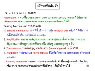 อวัยวะรับสัมผัส
 SENSORY MECHANISM
 -Sensation: การเคลื่อนของ action potential ผ่ าน sensory neuron ไปยังสมอง
 -Perception: การรวบรวมและแปลผล sensation ที่สมองได้ รับ
Sensory Mechanism ประกอบด้ วย
1. Sensory transduction การที่ส่ งเร้ ามากระตุ้น receptor cell แล้ วทาให้ เกิดการ
                                 ิ
   เปลี่ยนแปลงต่ อ membrane potential
2. Amplification การขยายสัญญาณจากการกระตุ้นของสิ่งเร้ า เช่ น การขยาย
   สัญญาณภายในหูจากการสั่นของเยื่อแก้ วหู และกระดูกหู 3 ชิน         ้
3. Transmission การนาสัญญาณประสาท (nerve impulse) ไปยัง CNS
4. Integration การรวบรวม nerve impulse ที่ได้ รับ โดยการ summation of graded
   potential
   Sensory adaptation การลดการตอบสนองต่ อสิ่งเร้ าที่กระตุ้นมาอย่ างต่ อเนื่อง
   เช่ น การลดการตอบสนองต่ อการสัมผัสของเสือผ้ าที่สวมใส่
                                                   ้                            129
 