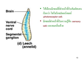 • ไส้เดือนมีเซลล์ที่ทาหน้าที่รับสัมผัสแสง
  เรี ยกว่า โฟโตรี เซปเตอร์เซลล์
   (photoreceptor cell)

• มีเซลล์ทาหน้าที่รับความรู ้สึก (sensory
  cell) และดมกลิ่นด้วย




                                    13
 
