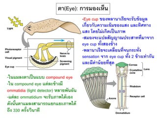 ตา(Eye): การมองเห็น
                                        -Eye cup ของพลานาเรี ยจะรั บข้ อมูล
                                        เกี่ยวกับความเข้ มของแสง และทิศทาง
                                        แสง โดยไม่ เกิดเป็ นภาพ
                                        -สมองจะแปลสัญญาณประสาทที่มาจาก
                                        eye cup ทังสองข้ าง
                                                   ้
                                        -พลานาเรี ยจะเคลื่อนที่จนกระทั่ง
                                        sensation จาก eye cup ทัง 2 ข้ างเท่ ากัน
                                                                 ้
                                        และมีค่าน้ อยที่สุด

-ในแมลงตาเป็ นแบบ compound eye
-ใน compound eye แต่ ละข้ างมี
ommatidia (light detector) หลายพันอัน
-แต่ ละ ommatidium จะรั บภาพได้ เอง
ดังนันตาแมลงสามารถแยกแยะภาพได้
     ้
ถึง 330 ครั ง/วินาที
            ้                                                             131
 