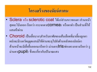 โครงสร้ างของนัยน์ ตาคน
• Sclera หรื อ sclerotic coat ได้แก่ส่วนขาวของตา ส่ วนหน้า
  สุ ดจะโป่ งออก เรี ยกว่า กระจกตา(cornea) หรื อตาดา เป็ นส่ วนที่ให้
  แสงเข้าผ่าน
• Choroid เป็ นเยือบางๆสาหรับอาศัยของเส้นเลือดที่มาเลี้ยงลูกตา
                       ่
                                ่
  ผนังจะมีรงควัตถุดูดแสงมิให้ผานทะลุไปยังด้านหลังของนัยน์ตา
  ด้านหน้าจะมีเยือยืนออกมาเรี ยกว่า ม่านตา(Iris)ช่องตรงกลางเรี ยกว่า รู
                 ่ ่
  ม่านตา(pupil) ซึ่งจะเกี่ยวกับปริ มาณแสง


                                                                    132
 