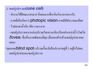 2. เซลล์ รูปกรวย(cone cell)
   - ทางานได้ดีขณะแสงมาก จึงพบมากที่หากินในเวลากลางวัน
   - ภาพที่เห็นเรี ยกว่า photopic vision ภาพมีสีสันรายละเอียด
   - ไวต่อแสงน้ าเงิน เขียว แดง มาก
                                                            ่
   - เซลล์รูปกรวยหนาแน่นบริ เวณใจกลางเรตินาเรี ยกตาแหน่งนี้วาโพเวีย
   (fovea) ซึ่งเห็นภาพชัดเจนที่สุด เมื่อออกด้านข้างเซลล์รูปกลวยจะ
   ลดลง
*จุดบอด(bilnd spot) บริ เวณนี้จะมีเส้นประสาทคู่ที่ 2 อยูจึงไม่พบ
                                                          ่
   เซลล์รูปแท่งและเซลล์รูปกรวย

                                                                  134
 