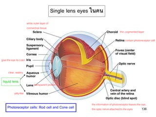 Single lens eyes ในคน
                         white outer layer of
                         connective tissue
                                                                                        thin, pigmented layer

                                                                                             contain photoreceptor cell




give the eye its color


      clear, watery

 liquid lens
                               transparent protein

            jelly-like

                                                                the information of photoreceptor leaves the eye,
     Photoreceptor cells: Rod cell and Cone cell                the optic nerve attached to the eyes        136
 