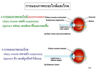 การมองภาพระยะใกล้ และไกล

a.การมองภาพระยะใกล้ (accommodation)
 ciliary muscle หดตัว suspensory
 ligament หย่ อน เลนส์ หนาขึนและกลมขึน
                            ้        ้




b.การมองภาพระยะไกล
 ciliary muscle คลายตัว suspensory
 ligament ตึง เลนส์ ถกดึงทาให้ แบน
                     ู

                                              137
 