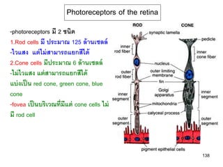 Photoreceptors of the retina
-photoreceptors มี 2 ชนิด
1.Rod cells มี ประมาณ 125 ล้ านเซลล์
-ไวแสง แต่ ไม่ สามารถแยกสีได้
2.Cone cells มีประมาณ 6 ล้ านเซลล์
-ไม่ ไวแสง แต่ สามารถแยกสีได้
แบ่ งเป็ น red cone, green cone, blue
cone
-fovea เป็ นบริเวณที่มีแต่ cone cells ไม่
มี rod cell



                                                      138
 