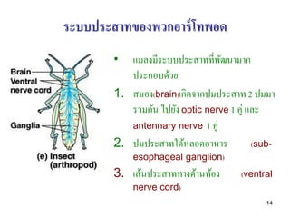 ระบบประสาทของพวกอาร์ โทพอด
        •  แมลงมีระบบประสาทที่พฒนามาก
                                 ั
           ประกอบด้วย
        1. สมอง(brain)เกิดจากปมประสาท 2 ปมมา
           รวมกัน ไปยัง optic nerve 1 คู่ และ
           antennary nerve 1 คู่
        2. ปมประสาทใต้หลอดอาหาร            (sub-
            esophageal ganglion)
        3. เส้นประสาททางด้านท้อง       (ventral
            nerve cord)
                                             14
 