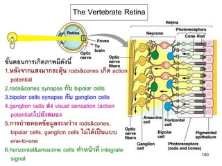 The Vertebrate Retina



ขันตอนการเกิดภาพมีดังนี ้
  ้
1.หลังจากแสงมากระตุ้น rods&cones เกิด action
    potential
2.rods&cones synapse กับ bipolar cells
3.bipolar cells synapse กับ ganglion cells
4.ganglion cells ส่ ง visual sensation (action
    potential)ไปยังสมอง
5.การถ่ ายทอดข้ อมูลระหว่ าง rods&cones,
    bipolar cells, ganglion cells ไม่ ได้ เป็ นแบบ
    one-to-one
6.horizontal&amacrine cells ทาหน้ าที่ integrate
                                                     140
    signal
 