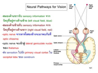 Neural Pathways for Vision
-สมองด้ านขวารั บ sensory information จาก
 วัตถุท่ ีอยู่ทางด้ านซ้ าย (left visual field, blue)
-สมองด้ านซ้ ายรั บ sensory information จาก
 วัตถุท่ ีอยู่ทางด้ านขวา (right visual field, red)
-optic nerve จากตาทังสองข้ างจะมาพบกันที่
                          ้
 optic chiasma
-optic nerve จะเข้ าสู่ lateral geniculate nuclei
 ของ thalamus
-ส่ ง sensation ไปยัง primary visual cortex ใน
 occipital lobe ของ cerebrum

                                                        141
 