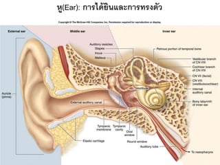 หู(Ear): การได้ ยนและการทรงตัว
                 ิ




                                 147
 