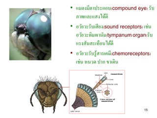 • แมลงมีตาประกอบ(compound eye) รับ
  ภาพและแสงได้ดี
• อวัยวะรับเสี ยง(sound receptors) เช่น
  อวัยวะทิมพานัม(tympanum organ)รับ
  แรงสันสะเทือนได้ดี
• อวัยวะรับรู ้สารเคมี(chemoreceptors)
  เช่น หนวด ปาก ขาเดิน




                                  15
 