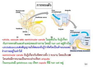 การทรงตัว




-utricle, saccule และ semicircular canals ในหูชันใน รั บรู้ เกี่ยว
                                                   ้
 กับการทรงตัวและตาแหน่ งของร่ างกาย โดยมี hair cell อยู่ข้างใน
-utricle&sacculeส่ งสัญญาณให้ สมองรั บรู้ ว่าทิศใดเป็ นด้ านบนและ
ร่ างกายอยู่ในท่ าได้
-semicircular canals รั บรู้ เกี่ยวกับทิศทางทัง 3 ระนาบ โดยบริเวณ
                                              ้
 โคนท่ อมีการบวมเป็ นกระเปาะเรี ยก ampulla
-ในampullaมี gelatinous cap เรี ยก cupula ที่มี hair cell อยู่       151
 