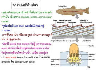การทรงตัวในปลา
-หูส่วนในของปลาทาหน้ าที่เกี่ยวกับการทรงตัว
เท่ านัน (มีเฉพาะ saccule, utricle, semicircular
         ้
canals)
-หูปลาไม่ มี ear drum และไม่ เปิ ดออกสู่
ภายนอก
-การสั่ นของนา(คลื่น)จะถูกส่ งผ่ านทางกระดูกที่
                 ้
หัว เข้ าสู่หูส่วนใน
-ปลามี lateral line system รั บรู้ low-frequency
wave ทาหน้ าที่คล้ ายหูส่วนในของคน ทาให้
รั บรู้ การเคลื่อนไหวผ่ านนา, เหยื่อ และผู้ล่า
                           ้
-มี neuromast (receptor unit) ทาหน้ าที่คล้ าย
ampulla ใน semicircular canal
                                                   152
 