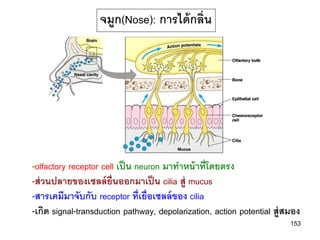 จมูก(Nose): การได้ กลิ่น




-olfactory receptor cell เป็ น neuron มาทาหน้ าที่โดยตรง
-ส่ วนปลายของเซลล์ ย่ นออกมาเป็ น cilia สู่ mucus
                       ื
-สารเคมีมาจับกับ receptor ที่เยื่อเซลล์ ของ cilia
-เกิด signal-transduction pathway, depolarization, action potential สู่สมอง
                                                                        153
 