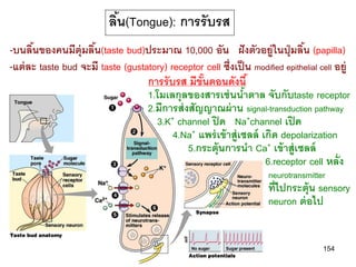 ลิน(Tongue): การรับรส
                             ้
-บนลินของคนมีต่ ุมลิน(taste bud)ประมาณ 10,000 อัน ฝั งตัวอยู่ในปุ่ มลิน (papilla)
      ้              ้                                                         ้
-แต่ ละ taste bud จะมี taste (gustatory) receptor cell ซึ่งเป็ น modified epithelial cell อยู่
                                   การรั บรส มีขันตอนดังนี ้
                                                 ้
                                   1.โมเลกุลของสารเช่ นนาตาล จับกับtaste receptor
                                                               ้
                                   2.มีการส่ งสัญญาณผ่ าน signal-transduction pathway
                                     3.K+ channel ปิ ด Na+channel เปิ ด
                                          4.Na+ แพร่ เข้ าสู่เซลล์ เกิด depolarization
                                              5.กระตุ้ นการนา Ca+ เข้ าสู่เซลล์
                                                                    6.receptor cell หลั่ง
                                                                       neurotransmitter
                                                                       ที่ไปกระตุ้น sensory
                                                                       neuron ต่ อไป


                                                                                      154
 