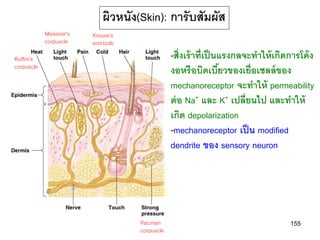 ผิวหนัง(Skin): การับสัมผัส
            Meissner’s   Krouse’s
            corpuscle    end bulb
Ruffini’s                                       -สิ่ งเร้ าที่เป็ นแรงกลจะทาให้ เกิดการโค้ ง
corpuscle
                                                งอหรื อบิดเบียวของเยื่อเซลล์ ของ
                                                                   ้
                                                mechanoreceptor จะทาให้ permeability
                                                ต่ อ Na+ และ K+ เปลี่ยนไป และทาให้
                                                เกิด depolarization
                                                -mechanoreceptor เป็ น modified
                                                dendrite ของ sensory neuron




                                    Pacinian                                        155
                                    corpuscle
 