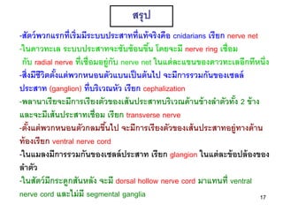 สรุ ป
-สัตว์ พวกแรกที่เริ่มมีระบบประสาทที่แท้ จริงคือ cnidarians เรี ยก nerve net
-ในดาวทะเล ระบบประสาทจะซับซ้ อนขึน โดยจะมี nerve ring เชื่อม
                                           ้
 กับ radial nerve ที่เชื่อมอยู่กับ nerve net ในแต่ ละแขนของดาวทะเลอีกทีหนึ่ง
-สิ่ งมีชีวตตังแต่ พวกหนอนตัวแบนเป็ นต้ นไป จะมีการรวมกันของเซลล์
           ิ ้
ประสาท (ganglion) ที่บริเวณหัว เรี ยก cephalization
-พลานาเรี ยจะมีการเรี ยงตัวของเส้ นประสาทบริเวณด้ านข้ างลาตัวทัง 2 ข้ าง
                                                                    ้
และจะมีเส้ นประสาทเชื่อม เรี ยก transverse nerve
-ตังแต่ พวกหนอนตัวกลมขึนไป จะมีการเรี ยงตัวของเส้ นประสาทอยู่ทางด้ าน
     ้                       ้
ท้ องเรี ยก ventral nerve cord
-ในแมลงมีการรวมกันของเซลล์ ประสาท เรี ยก glangion ในแต่ ละข้ อปล้ องของ
ลาตัว
-ในสัตว์ มีกระดูกสันหลัง จะมี dorsal hollow nerve cord มาแทนที่ ventral
nerve cord และไม่ มี segmental ganglia                                      17
 