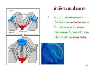 กาเนิดระบบประสาท
•   ระบบประสาทพัฒนามาจาก
    เนื้อเยือชั้นนอก(ectoderm)ทาง
            ่
    ด้านหลังของตัวอ่อน พัฒนา
    เปลี่ยนสภาพเป็ นหลอดประสาท
    หรื อนิวรัลทิวบ์(neural tube)




                              18
 