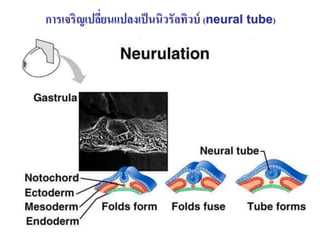 การเจริญเปลียนแปลงเป็ นนิวรัลทิวบ์ (neural tube)
            ่




                                                   19
 