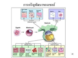 การเจริ ญพัฒนาของเซลล์




                         20
 