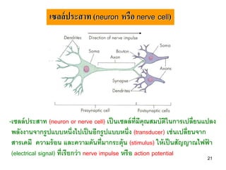 เซลล์ ประสาท (neuron หรือ nerve cell)




-เซลล์ ประสาท (neuron or nerve cell) เป็ นเซลล์ ท่ ีมีคุณสมบัตในการเปลี่ยนแปลง
                                                                   ิ
 พลังงานจากรู ปแบบหนึ่งไปเป็ นอีกรู ปแบบหนึ่ง (transducer) เช่ นเปลี่ยนจาก
 สารเคมี ความร้ อน และความดันที่มากระตุ้น (stimulus) ให้ เป็ นสัญญาณไฟฟา    ้
 (electrical signal) ที่เรี ยกว่ า nerve impulse หรื อ action potential
                                                                          21
 