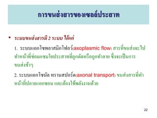 การขนส่ งสารของเซลล์ ประสาท

• ระบบขนส่ งสารมี 2 ระบบ ได้ แก่
  1. ระบบแอกโซพลาสมิกโฟลว์(axoplasmic flow) สารที่ขนส่ งจะไป
  ทาหน้าที่ซ่อมแซมใยประสาทที่ถูกตัดหรื อถูกทาลาย ซึ่งจะเป็ นการ
  ขนส่ งช้าๆ
  2. ระบบแอกโซนัล ทรานสปอร์ต(axonal transport) ขนส่ งสารที่ทา
  หน้าที่ปลายแอกซอน และต้องใช้พลังงานด้วย


                                                              22
 