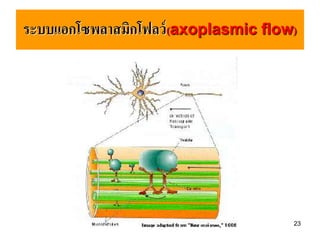 ระบบแอกโซพลาสมิกโฟลว์ (axoplasmic flow)




                                      23
 