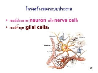 โครงสร้ างของระบบประสาท
• เซลล์ ประสาท (neuron หรือ nerve cell)
• เซลล์ คาจุน (glial cells)
         ้




                                          25
 