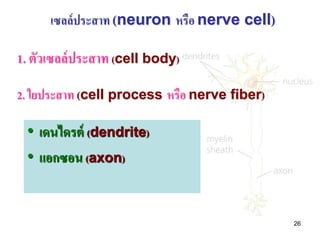 เซลล์ ประสาท (neuron หรือ nerve cell)

1. ตัวเซลล์ ประสาท (cell body)

2. ใยประสาท (cell process หรือ nerve fiber)

 • เดนไดรต์ (dendrite)
 • แอกซอน (axon)


                                              26
 