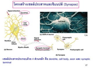 โครงสร้ างเซลล์ ประสาทและซิแนปส์ (Synapse)




-เซลล์ ประสาทประกอบด้ วย 4 ส่ วนหลัก คือ dendrite, cell body, axon และ synaptic
 terminal
                                                                          27
 
