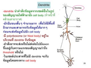 Dendrite
-dendrite นาคาสั่ง/ข้ อมูลจากเซลล์ อ่ ืนในรูป
ของสัญญาณไฟฟามายัง cell body (ทาหน้ าที่
                   ้
คล้ ายเสาอากาศ)
-มักมีแขนงสันๆ จานวนมาก เพื่อให้ มีพืนที่
               ้                          ้
ผิวมากและสามารถรับข้ อมูลได้ มากๆ
ก่ อนจะส่ งข้ อมูลไปยัง cell body
-มี polyribosome (or Nissl body) อยู่ใน
บริเวณที่ dendrite รับข้ อมูล
-คาสั่งอาจจะส่ งหรือไม่ ส่งต่ อไปยังaxon
ขึนอยู่กับความแรงของสัญญาณว่ าถึง
   ้
threshold หรือไม่
-ในเซลล์ ประสาทที่ไม่ มี dendrite จะรับ
ข้ อมูลโดยตรงทาง cell body
                                                28
 