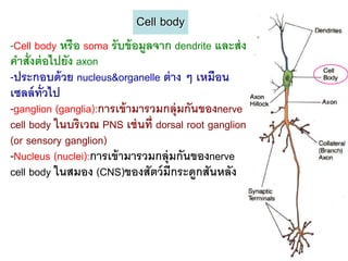 Cell body
-Cell body หรือ soma รับข้ อมูลจาก dendrite และส่ ง
คาสั่งต่ อไปยัง axon
-ประกอบด้ วย nucleus&organelle ต่ าง ๆ เหมือน
เซลล์ ท่ วไป
         ั
-ganglion (ganglia):การเข้ ามารวมกลุ่มกันของnerve
cell body ในบริเวณ PNS เช่ นที่ dorsal root ganglion
(or sensory ganglion)
-Nucleus (nuclei):การเข้ ามารวมกลุ่มกันของnerve
cell body ในสมอง (CNS)ของสัตว์ มีกระดูกสันหลัง



                                                       29
 