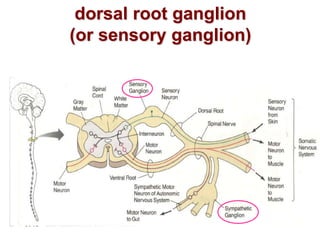 dorsal root ganglion
(or sensory ganglion)




                        30
 