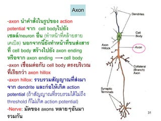 Axon
-axon นาคาสั่งในรูปของ action
potential จาก cell bodyไปยัง
เซลล์ /neuron อื่น (ทาหน้ าที่คล้ ายสาย
เคเบิล) นอกจากนียังทาหน้ าที่ขนส่ งสาร
                     ้
ที่ cell body สร้ างไปยัง axon ending
หรือจาก axon ending           cell body
-axon เชื่อมต่ อกับ cell body ตรงบริเวณ
ที่เรียกว่ า axon hillox
-axon hillox: รวบรวมสัญญาณที่ส่งมา
จาก dendrite และก่ อให้ เกิด action
potential (ถ้ าสัญญาณที่รวบรวมได้ ไม่ถึง
threshold ก็ไม่เกิด action potential)
-Nerve: มัดของ axons หลายๆอันมา            31
รวมกัน
 