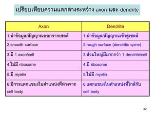 เปรียบเทียบความแตกต่ างระหว่ าง axon และ dendrite

                    Axon                           Dendrite
1.นาข้ อมูล/สัญญาณออกจากเซลล์        1.นาข้ อมูล/สัญญาณเข้ าสู่เซลล์
2.smooth surface                     2.rough surface (dendritic spine)
3.มี 1 axon/cell                     3.ส่ วนใหญ่ มีมากกว่ า 1 dendrite/cell
4.ไม่ มี ribosome                    4.มี ribosome
5.มี myelin                          5.ไม่ มี myelin
6.มีการแตกแขนงในตาแหน่ งที่ห่างจาก   6.แตกแขนงในตาแหน่ งที่ใกล้ กับ
cell body                            cell body

                                                                         32
 