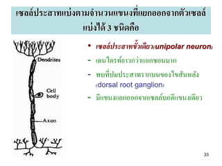 เซลล์ ประสาทแบ่ งตามจานวนแขนงทีแยกออกจากตัวเซลล์
                                     ่
                   แบ่ งได้ 3 ชนิดคือ
                  • เซลล์ ประสาทขั้วเดียว(unipolar neuron)
                  - เดนไดรท์ยาวกว่าแอกซอนมาก
                  - พบที่ปมประสาทรากบนของไขสันหลัง
                    (dorsal root ganglion)
                  - มีแขนงแยกออกจากเซลล์บอดีแขนงเดียว




                                                        33
 