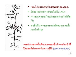• เซลล์ ประสาทสองขั้ว(bipolar neuron)
     - มีแขนงแยกออกจากเซลล์บอดี 2 แขนง
     - ความยาวของเดนไดรต์และแอกซอนใกล้เคียง
       กัน
     - พบที่เรตินาของลูกตา คอเคลียของหู และเยือ
                                              ่
       ดมกลิ่นที่จมูก



*เซลล์ ประสาทขัวเดียวและสองขัวมักจะทาหน้ าที่
                ้               ้
เป็ นเซลล์ ประสาทรับความรู้สึก(sensory neuron)
                                             34
 