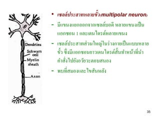 • เซลล์ ประสาทหลายขั้ว(multipolar neuron)
- มีแขนงแยกออกจากเซลล์บอดี หลายแขนงเป็ น
  แอกซอน 1 และเดนไดรต์หลายแขนง
- เซลล์ประสาทส่ วนใหญ่ในร่ างกายเป็ นแบบหลาย
  ขั้ว ซึ่งมีแอกซอนยาวเดนไดรต์ส้ นทาหน้าที่นา
                                 ั
  คาสังไปยังอวัยวะตอบสนอง
        ่
- พบที่สมองและไขสันหลัง




                                            35
 