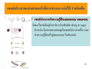 เซลล์ ประสาทแบ่ งตามหน้ าทีการทางาน แบ่ งได้ 3 ชนิดคือ
                           ่

                • เซลล์ ประสาทรั บความร้ ูสึก(sensory neuron)
                - มีเดนไดรต์ต่อยูกบอวัยวะรับสัมผัส เช่นหู ตา จมูก
                                  ่ ั
                                             ่ ั
                    ผิวหนัง มีแอกซอนต่ออยูกบเซลล์ประสาทอื่น และ
                    นาความรู ้สึกเข้าสู่สมองและไขสันหลัง




                                                             37
 
