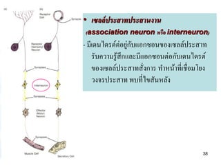 • เซลล์ ประสาทประสานงาน
(association neuron หรือ interneuron)
- มีเดนไดรต์ต่อยูกบแอกซอนของเซลล์ประสาท
                   ่ ั
    รับความรู ้สึกและมีแอกซอนต่อกับเดนไดรต์
    ของเซลล์ประสาทสังการ ทาหน้าที่เชื่อมโยง
                        ่
    วงจรประสาท พบที่ไขสันหลัง




                                         38
 
