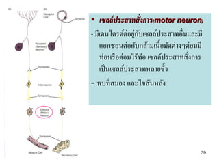 • เซลล์ ประสาทสั่งการ(motor neuron)
- มีเดนไดรต์ต่อยูกบเซลล์ประสาทอื่นและมี
                 ่ ั
    แอกซอนต่อกับกล้ามเนื้อมัดต่างๆต่อมมี
    ท่อหรื อต่อมไร้ท่อ เซลล์ประสาทสังการ
                                    ่
    เป็ นเซลล์ประสาทหลายขั้ว
- พบที่สมอง และไขสันหลัง




                                       39
 
